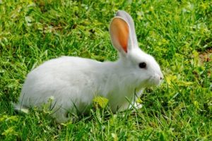 White Rats, Rabbits and Classical Conditioning