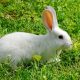 White Rats, Rabbits and Classical Conditioning