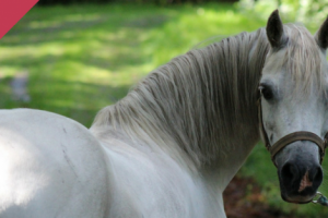 9 reasons why horses eat manure