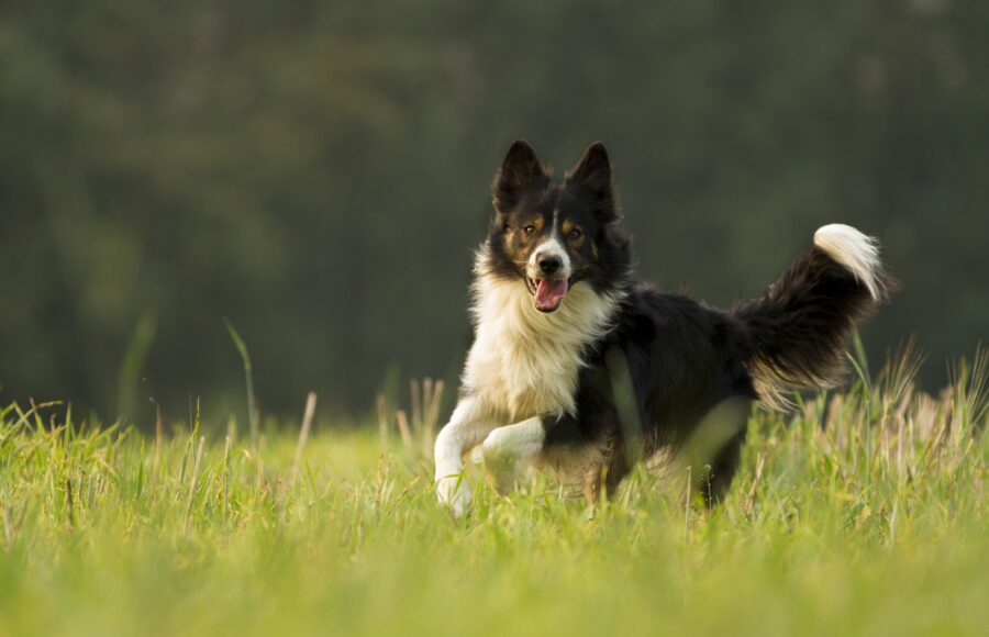 Top 3 Tips for Living with High Energy Dogs