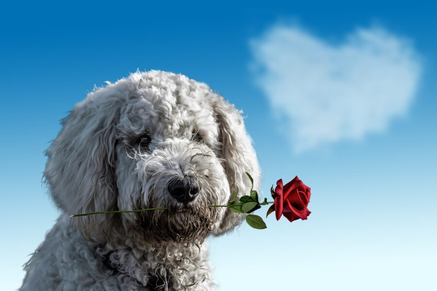Gifts boisterous dogs give - dog holding a rose heart shaped cloud in the sky