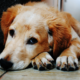 Grieving animals: how we can help them