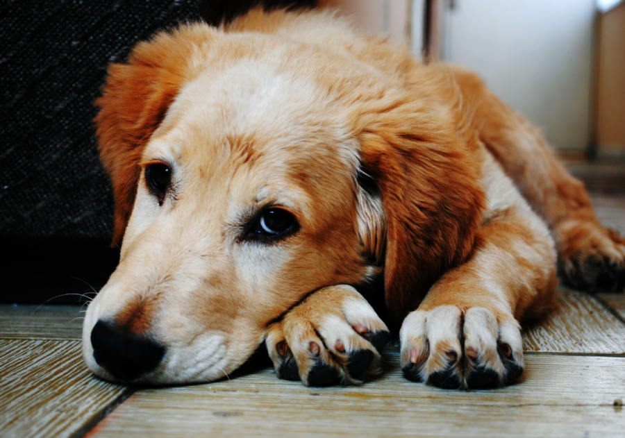 Grieving dogs and horses. How we can help our pets through their grieving process