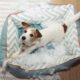 Dog destroying beds? – learn how to stop it