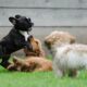 Puppy play in puppy classes