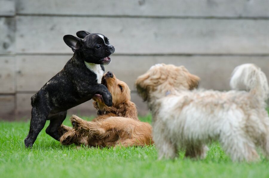 Puppy play, three puppies are playing on grass